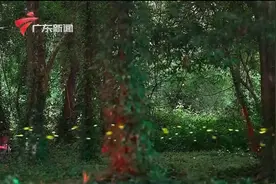 广州：萤火虫现身华南国家植物园 最佳观赏期是5月视频封面