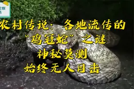 农村传说：各地流传的“鸡冠蛇”之谜，神秘莫测，始终没人遇到视频封面