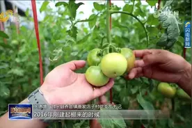 山东推动特色农业提质增效，农产品实力“圈粉”，加快农业现代化视频封面