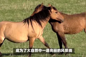马的交配规则，马是如何求偶交配繁殖的？看完明白点了视频封面