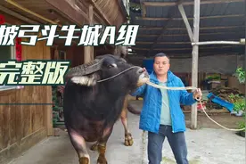 贵州黔南惠水濛江大保披弓斗牛城 《A》组、牛王争霸赛视频封面