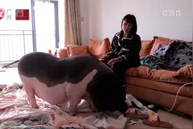 南宁：家养宠物猪成“网红” 会认主人还爱卫生视频封面