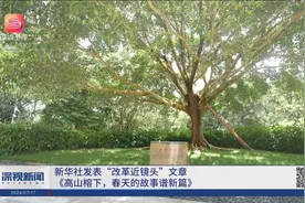 新华社发表“改革近镜头”文章《高山榕下，春天的故事谱新篇》视频封面