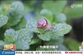 济南：现有陆生野生动物331种，其中鸟类302种，兽类16种视频封面