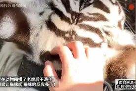 女生在动物园摸了老虎后不洗手,带回家让猫咪闻 猫咪的反应亮了！视频封面