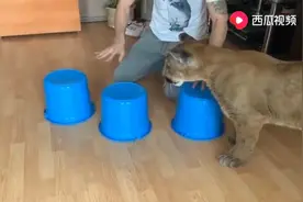 主人跟大猫玩游戏，大猫老是猜不中，真是一只不爱动脑筋的大猫