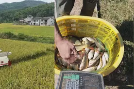 把论文写在大地上！专家深入田间测产验收，用科技助力农民增收视频封面