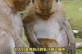 原始部落仍过着捕猎生活，妇人喂猴子哺乳，但老人就会被遗弃山林视频封面