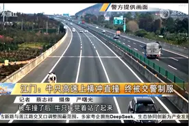 江门：牛只高速上横冲直撞 终被交警制服视频封面