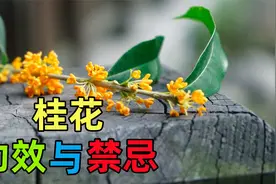 桂花的功效、作用与禁忌视频封面