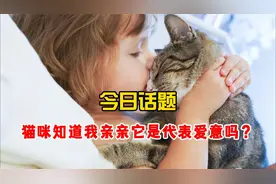 今日话题：猫咪知道我亲亲它是代表爱意吗？视频封面
