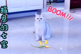 小猫咪抓蟑螂老鼠给主人吃，原来竟是为了报恩视频封面