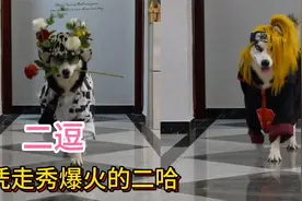 它是全网唯一会走秀的二哈，却被猫咪打的满地找牙，网友：好心疼视频封面