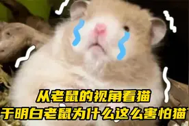 从老鼠的视角看猫，终于明白老鼠为什么这么害怕猫了！视频封面