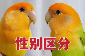 牡丹鹦鹉如何分公母？超实用判断技巧！新手必看！视频封面