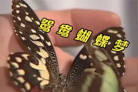 鸳鸯蝴蝶梦视频封面