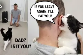 当奶牛猫见到离家56天的男主人，会有什么反应