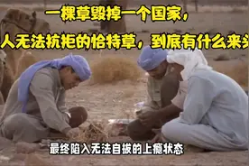 一棵草毁掉一个国家，也门人无法抗拒的恰特草，到底有什么来头？视频封面