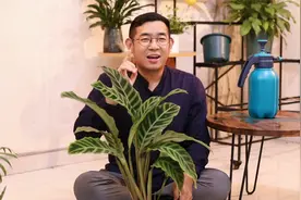 竹芋怎么养？园艺师教你，竹芋的详细养护技巧