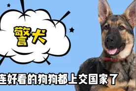 连好看的狗狗都上交国家了，小狗遇到警犬像极小迷妹视频封面