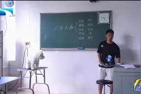 新360行丨宠物驯导师：用心点化“毛孩子”视频封面