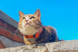 猫咪戴上定位器，看它一天的活动路线，这也太忙了视频封面