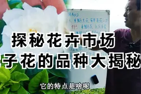 探秘花卉市场：栀子花的品种大揭秘！视频封面