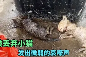 两只小猫被丢垃圾桶旁湿透了身，奄奄一息发出微弱的求救声...视频封面