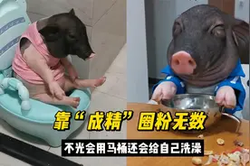 全网最像人的小香猪元宝，跟主人无障碍交流，还会自己洗澡上厕所视频封面
