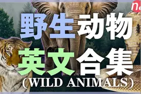 【合集】100种好看的野生动物实景英文，从零开始学/英语单词
