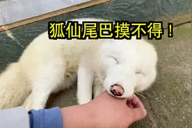狐狸尾巴真摸不得，碰一下怎么还猪叫！