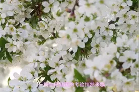 疫情放开后，安乃近王者归来，竟然扛起退热重任！它为何被禁用！视频封面