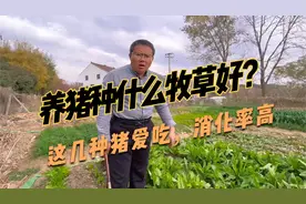 养猪的牧草品种，菊苣20天割一茬，生长快，而且易消化长膘快视频封面