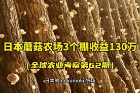 日本mokumoku农场的香菇农场模式，3个大棚年收益达130万人民币视频封面