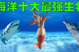 海洋十大最强生物排行榜，人类和它们比真的太渺小了！视频封面