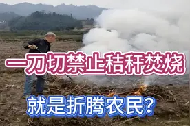 一刀切禁止秸秆焚烧，就是折腾农民？到底该烧不该烧？视频封面