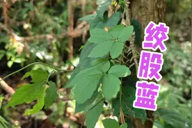 绞股蓝泡茶好处多，懂的有需要朋友很多都在泡，你泡来喝了吗？视频封面