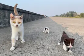 猫妈妈第一次带着六只小猫去户外锻炼身体，猫猫军团出击～视频封面
