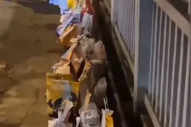 前职业选手谈胖猫代练两年赚50万，不爱自己的人最可悲！视频封面