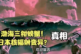 渤海三钳变异螃蟹！日本核辐射到了？真相到底是什么视频封面