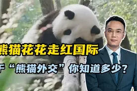 大熊猫花花走红国际，关于熊猫外交你知道多少视频封面