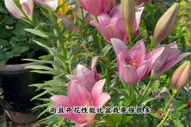 百合发芽了太壮了，有条件地栽，没条件盆栽，入夏之前就能开爆盆视频封面