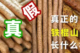 怎样区分真假铁棍山药？视频封面