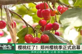 郑州第十九届樱桃采摘季开幕，“五一”假期欢迎游客前来体验采摘
