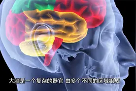 大脑是如何控制我们的行为的？视频封面