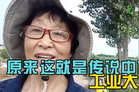 原来火麻（工业大麻）有这么多好处！视频封面