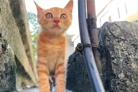 小猫咪被鸭子欺负，钻狗妈妈怀里求安慰视频封面