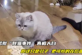 央媒怒批！“胖猫事件”真相大白，但这只是引子，更可怕的在后头视频封面
