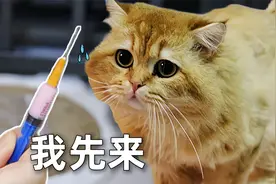 16只猫咪打针名场面，来看看哪只最搞笑，金渐层也太勇了视频封面
