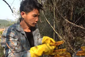 野外发现一窝巨型蜜蜂，见面就是猛蛰，收获满满一大桶蜂蜜赚翻了视频封面